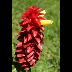 Costus Barbatus - MC - 303